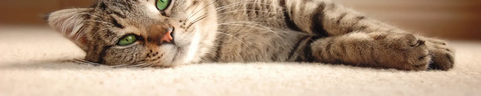 carpet laying relaxed on plush car