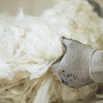 Harvesting sheep's wool for Godfrey Hirst carpet flooring
